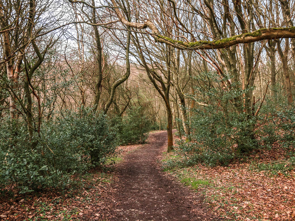 A dirt trail surround by bushes and trees.