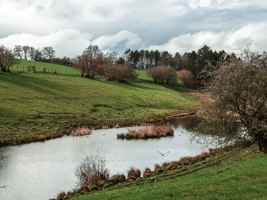 Looking down to a lake at the bottom of a grass hill, on the circular walk back from Sutton Bank. There are a few white swans in the lake.
