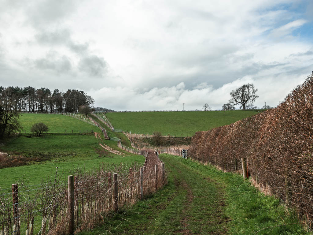 A grass trail undulating and leading uphill ahead, lined with a leafless hedge on the right, and wore fence on the left.
