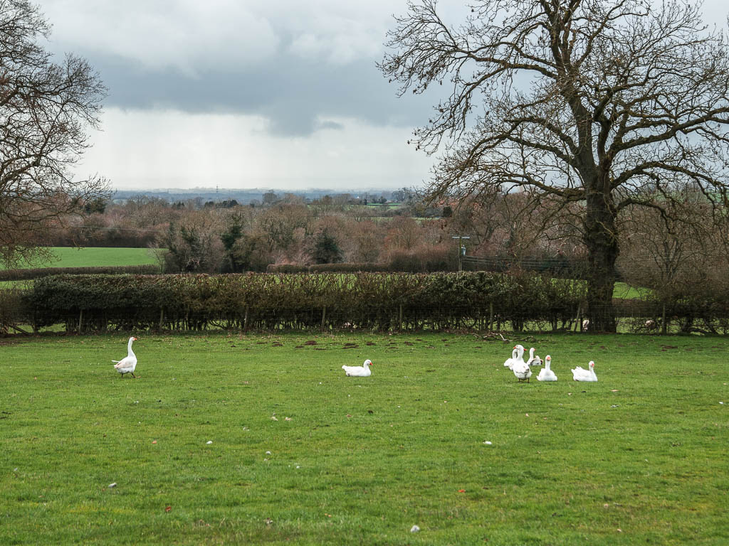 Lots of white geese in the grass field.