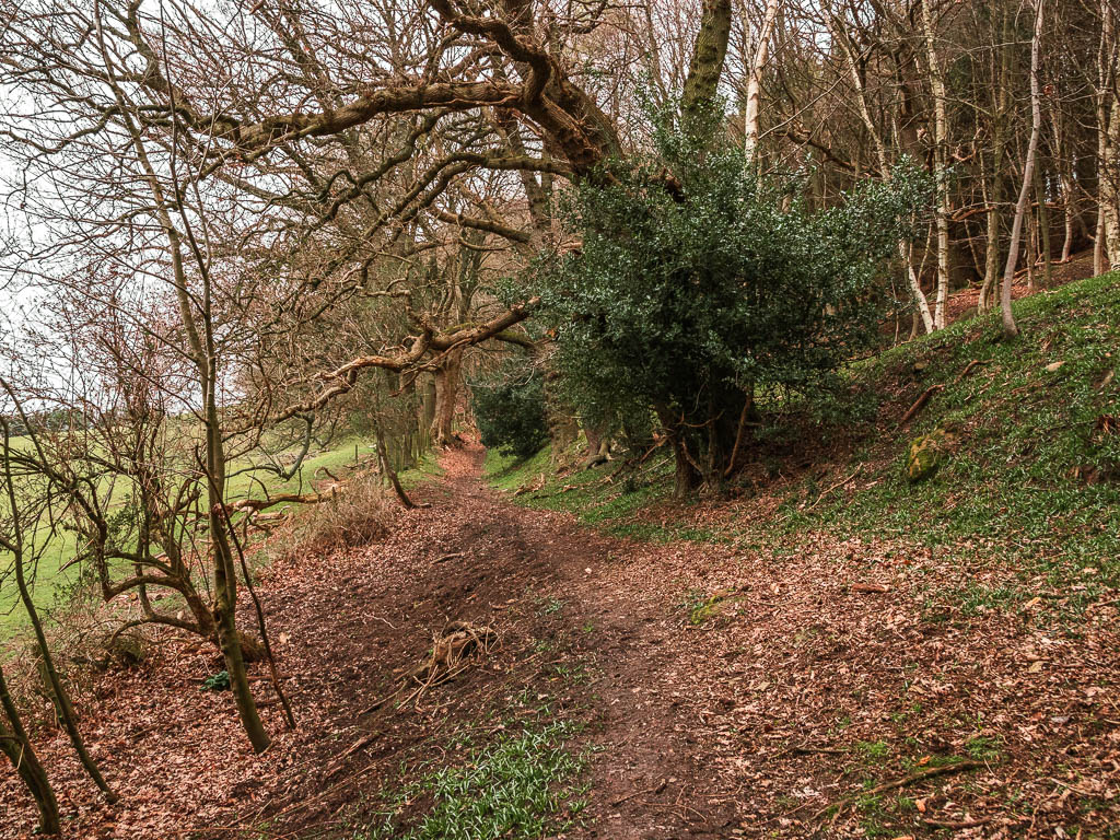 A dirt trail on the hill side under the trees.