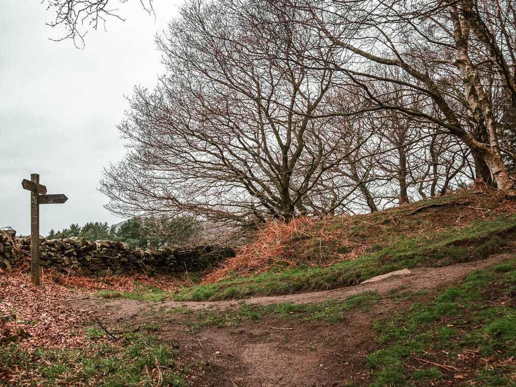 A junction in the trail with a wooden trail signpost on the left, and some leafless trees ahead.