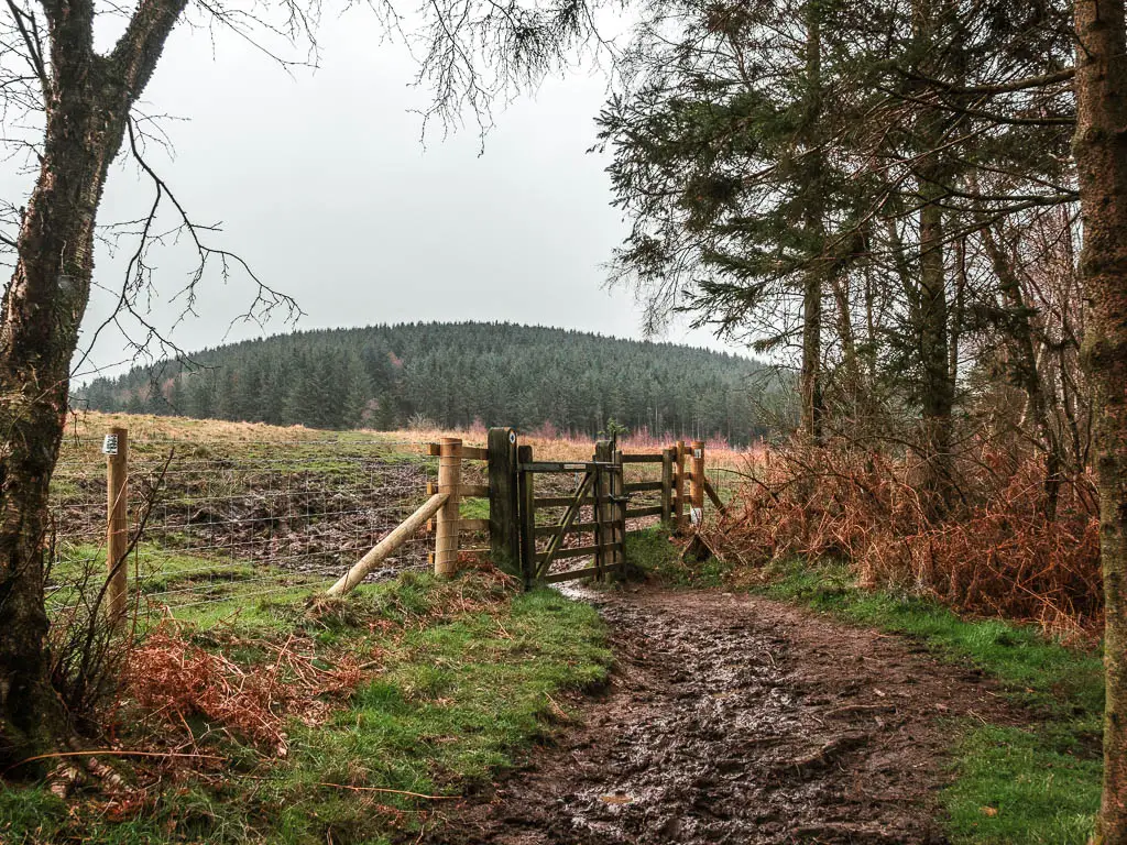 A muddy trail leading to a wooden gate, with a big field on the other side, and a tree covered hill in the distance.