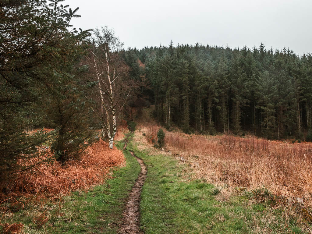 A narrow dirt trail snaking through the grass, leading uphill to a mass of dark green leaved woodland trees.