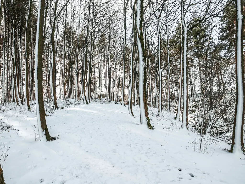Walking through the woods around the Thruscross Reservoir. The ground is covered in bright white snow, and there is snow all down the tree trunks.
