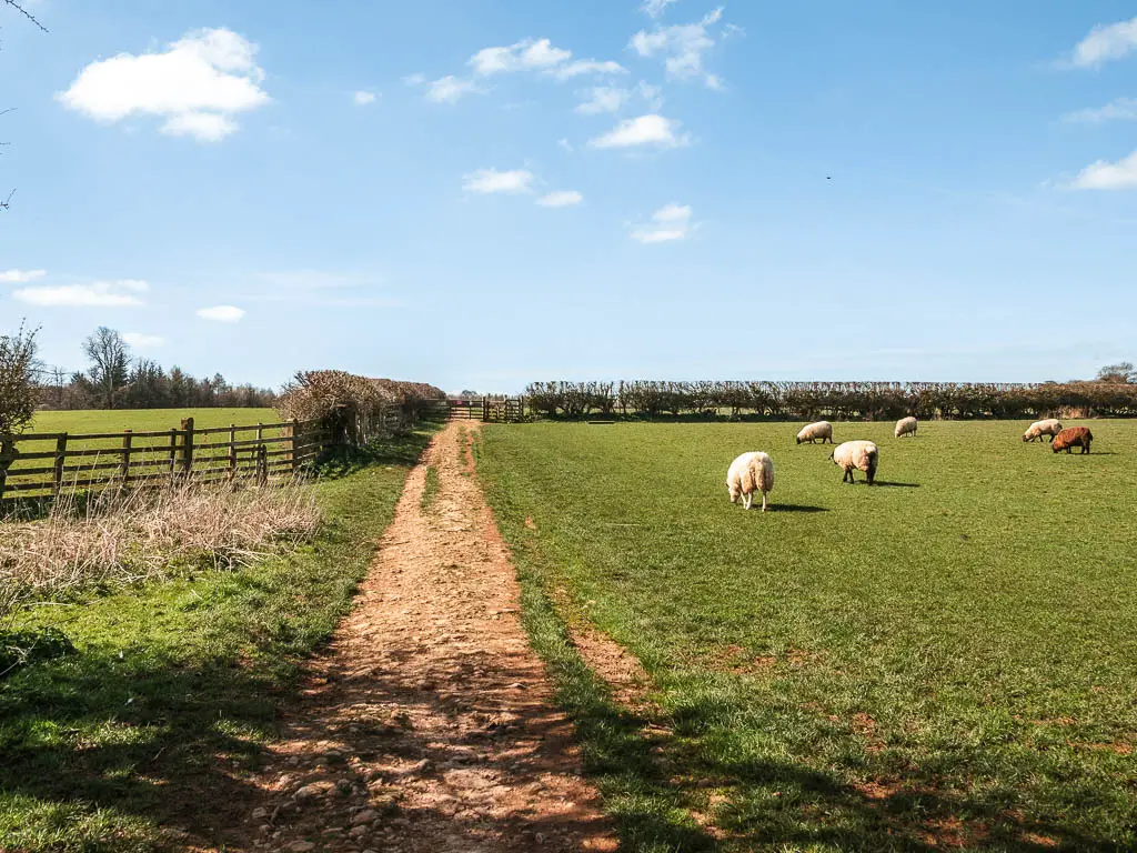 A dirt path along the side of a grass field, with sheep grazing.