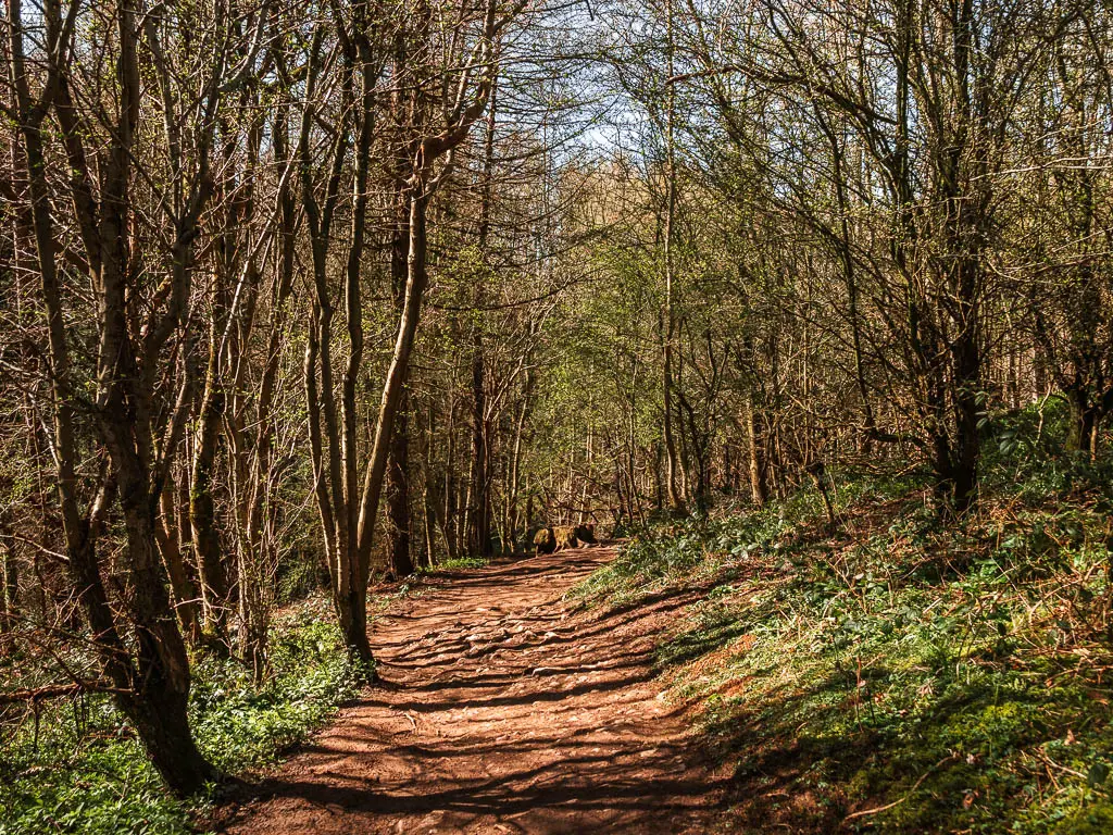 A rugged dirt path under the woodland on the walk between Helmsley and Rievaulx Abbey.