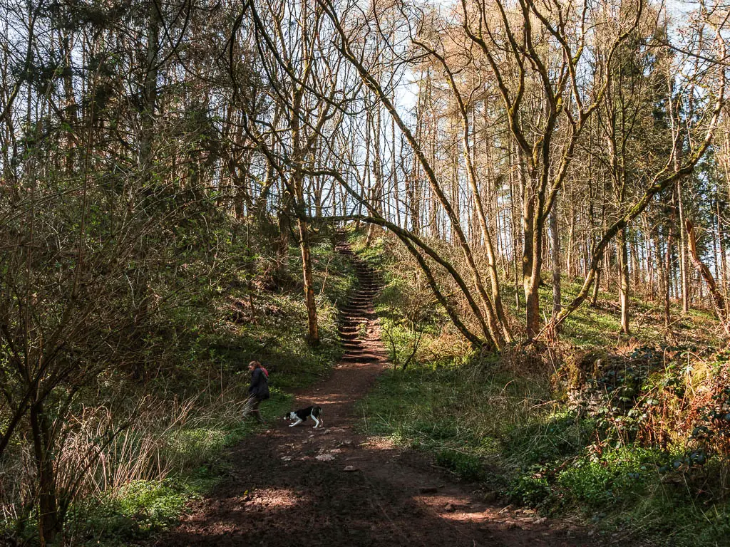 A dirt path with steps leading up ahead, under the woodland on the walk from Helmsley to Rievaulx Abbey. There is a person and their dog on the path.