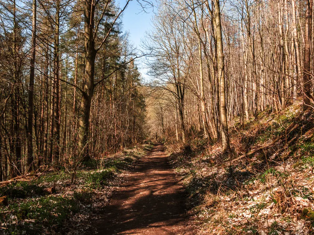 a wide dirt path leading down through the woodland with leafless trees.