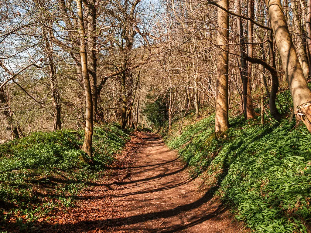 A dirt path lined with the green leaves of bluebell flowers, and trees.