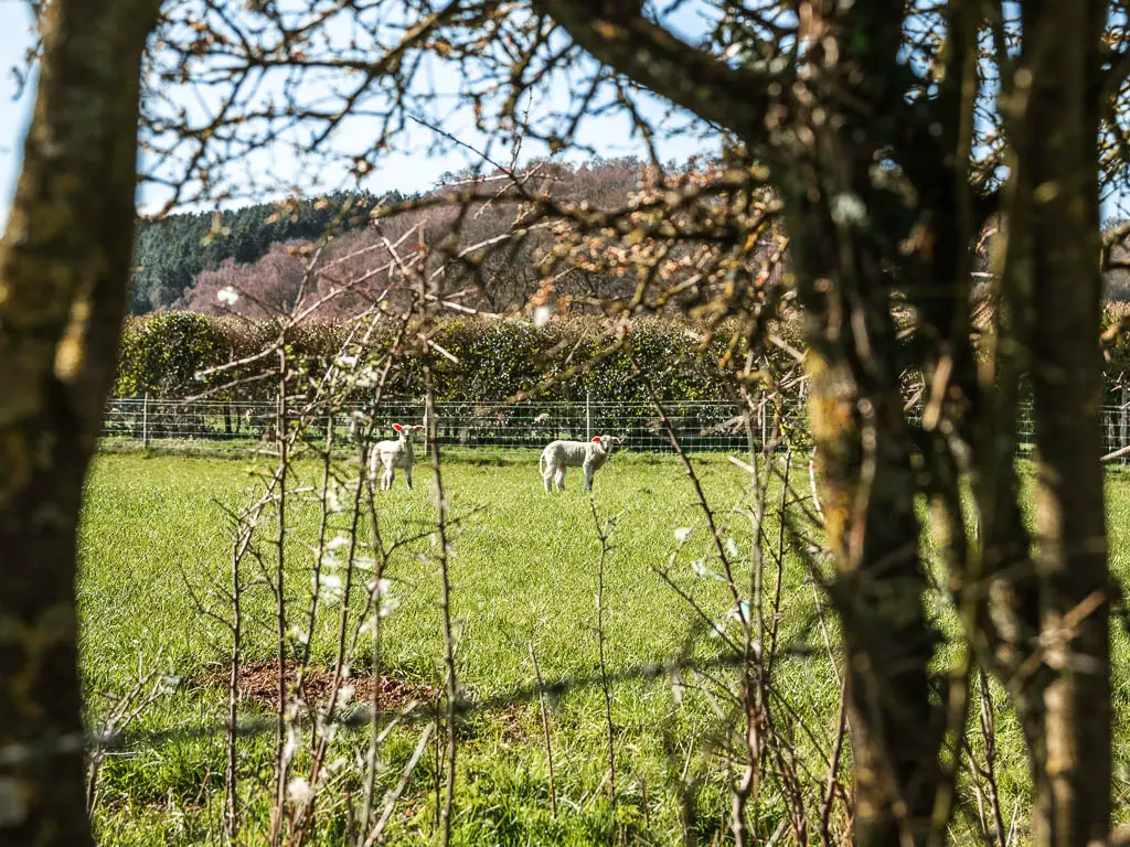 Looking through a gap in the bush to tome lambs in a field.