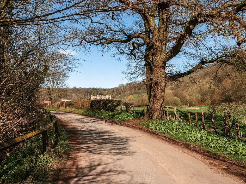 A road curving to the left, lined with a wooden fence on both sides, and a hedge on the right, with the view to the top of the ruins of Rievaulx Abbey over the hedge. There is a big tree on the right side of the road.