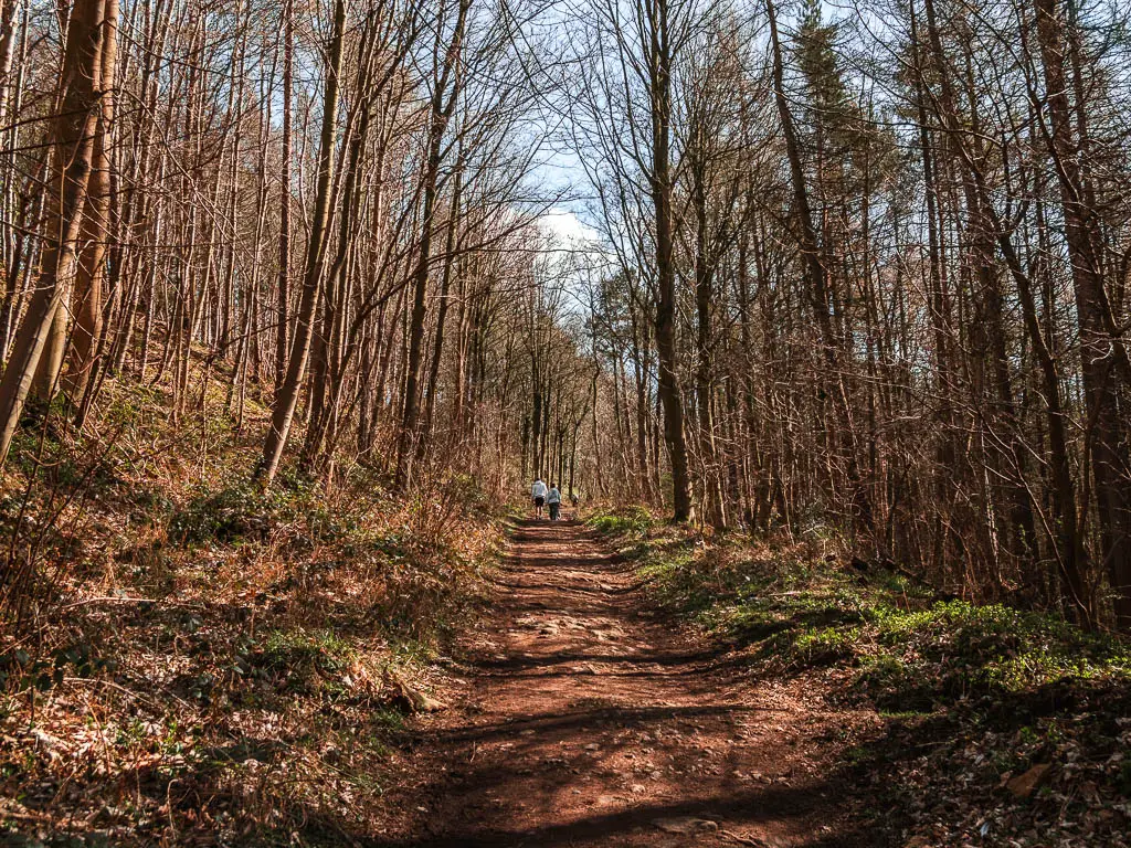 A dirt path leading uphill through the woods. There are people walking up it ahead.