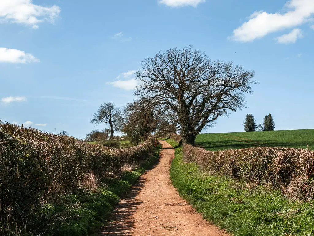 A dirt trail winding uphill, lined with hedges at the start of the walk from Helmsley to Rievaulx Abbey. There is a big trees next to the path ahead, and a green grassed field over the hedge on the right.