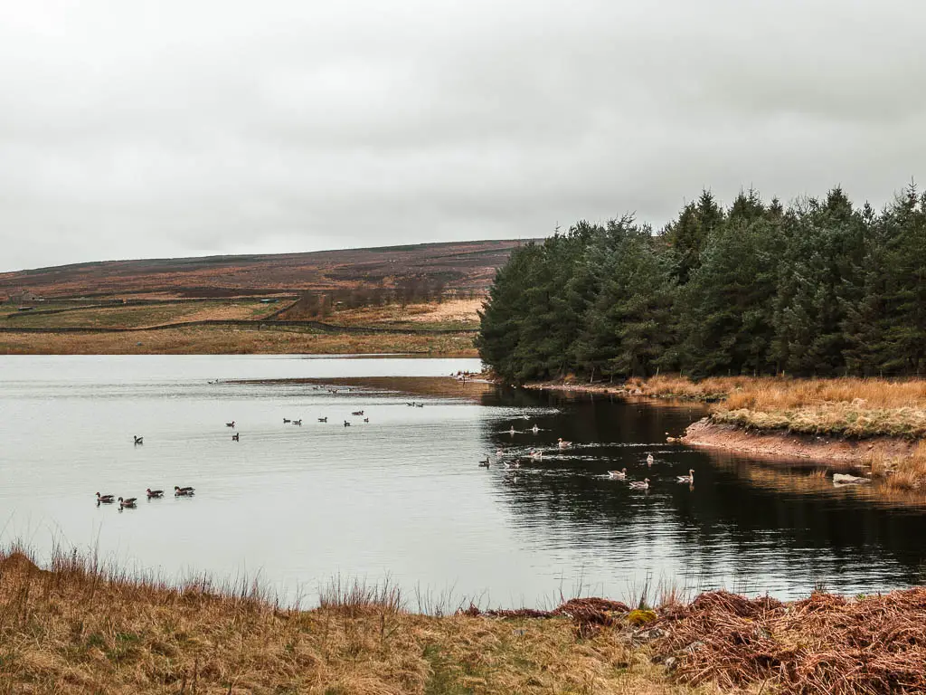 Looking across the Grimiwith Reservoir, with a few ducks on the water, and woodland trees on the other side, on the circular walk around it.