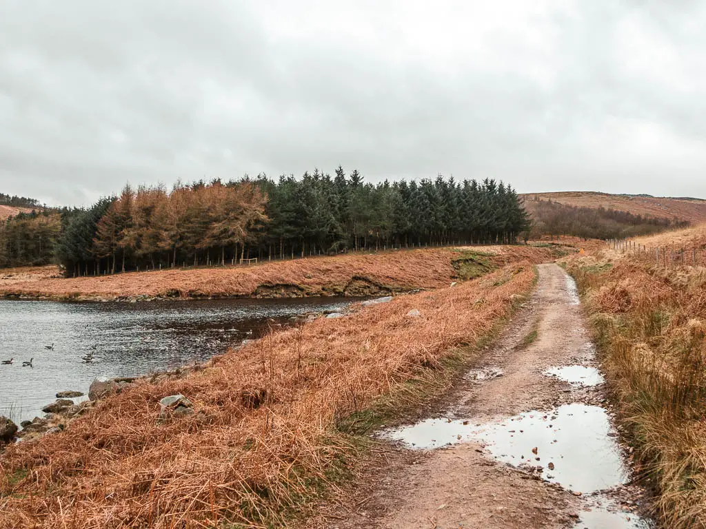 A path on the right, with the water on the left and woodland trees ahead. The path has some puddles of water on it.