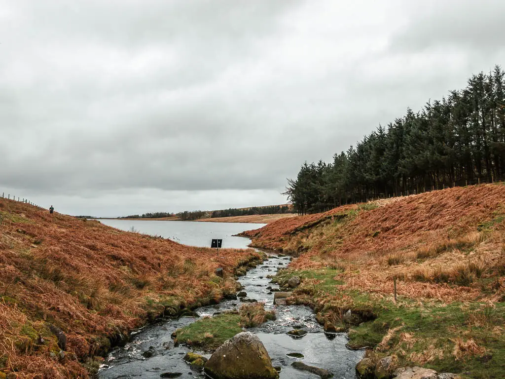 A stream, of water filled with rocks, flowing into the Grimiwith Reservoir, partway through the circular walk around it. There are woodland trees up the hill to the right/