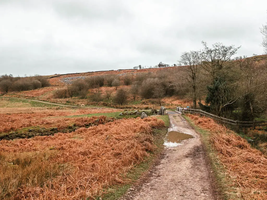 A dirt path surrounded by dead orange fern, with a small hill ahead, with trees dotted about.