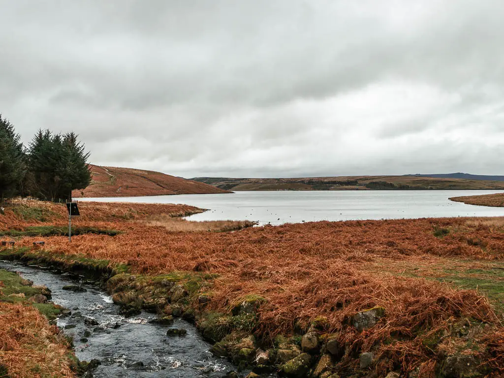 A stream of water on the left, with the Grimwith reservoir ahead past the dead orange fern, halfway through the circular walk.