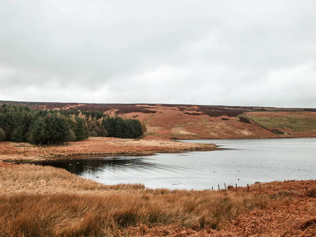 Looking down across the orange coloured fern and grass, to the reservoir with rippling water. The moorland hill rises up on the other side, with a path of green leaved woodland to the left. 