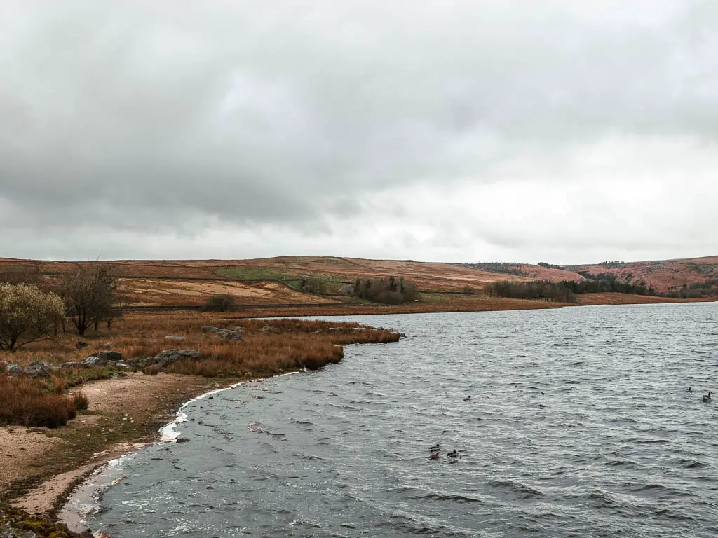 A sandy bank patch of the side of the Grimiwith Reservoir, with its rippling water, near the end of the walk around it. The moorland hills rise up on the other side of the reservoir.