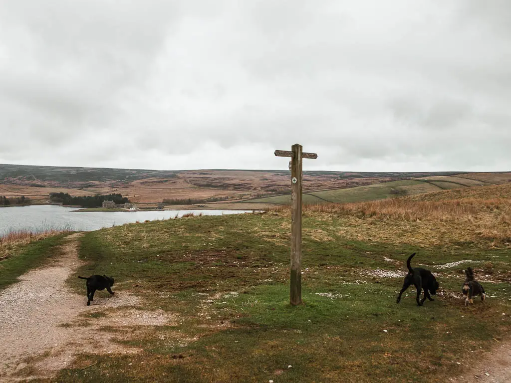 A wooden trail signpost on the green, and a path down to the left leading towards the water. There are three black dogs on the green.