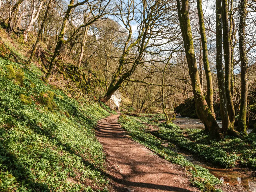 A path in the woods, with a hill bank on the left covered in green wild garlic, on the walk towards Janet's Foss.