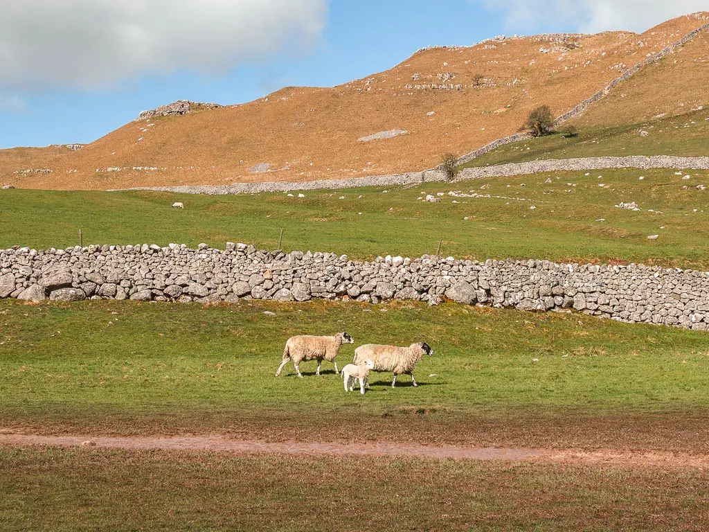 Two sheep and a lamp walking across the grass, with a stone wall and hills beyond them.