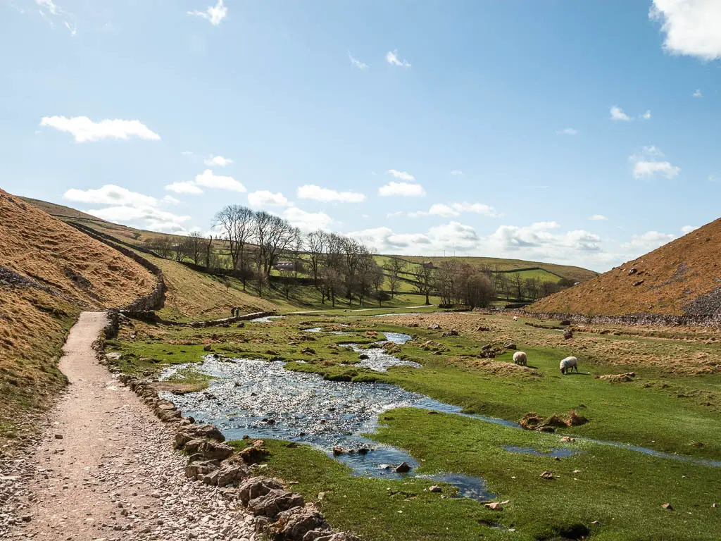A path on the left, and waterlogged field on the right with a few sheep grazing, on the walk from Gordale Scar to Malham Cove.