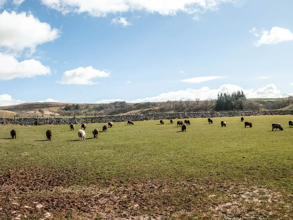 A green grass field, filled with sheep grazing. All the sheep are black, except one white sheep.