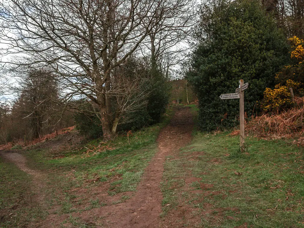 A dirt trail split and a wooden trail signpost. 