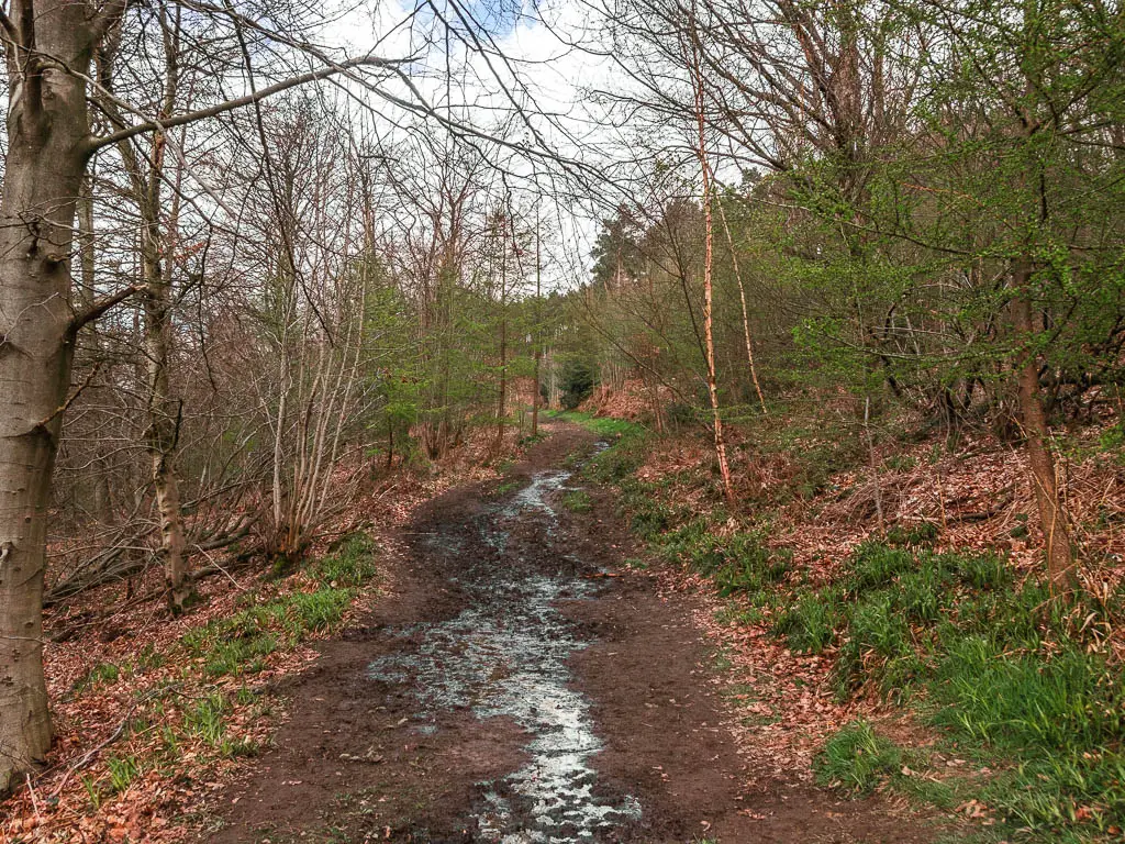 A muddy dirt trail leading uphill through the woods, along the circular Osmotherley walk route.