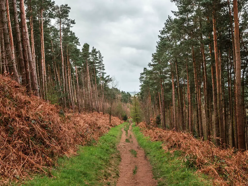 Looking down along a dirt trail, lined with woodland trees.