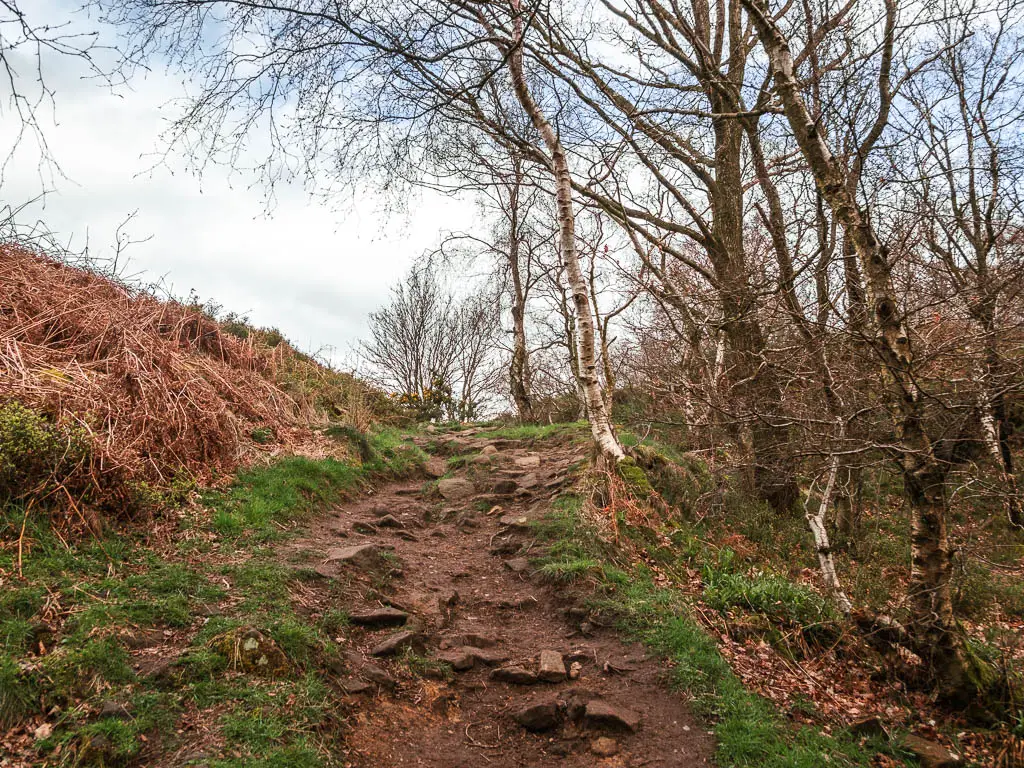 A rocky bit of dirt trail leading uphill.