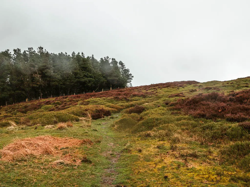 Looking up the grass hill, with a group of woodland trees ahead to the left.