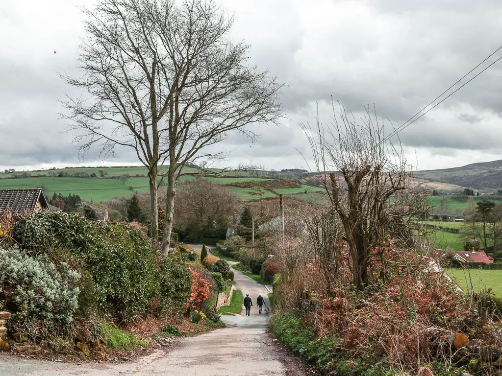 Looking down the road lined with neat bushes and hedges on the walk out of Osmotherley. There are two people walking down the road.