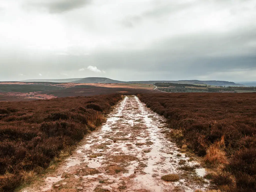 A very wet, wide path, surround by heather.