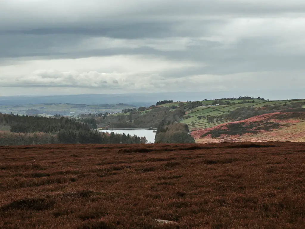 Looking across the heather down into the valley with the Cod Beck Reservoir, on the walk back towards Osmotherley.