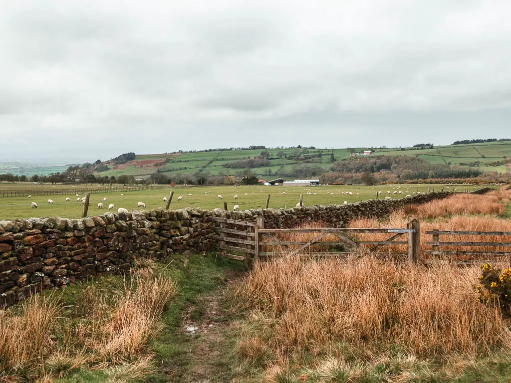 Looking towards a field with grazing sheep on the other side of a stone wall. There is a wooden gate ahead, surround by hay and tall grass.