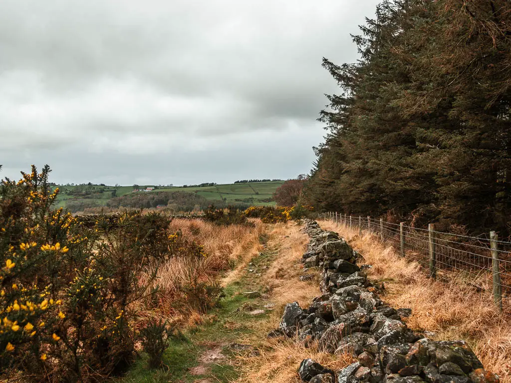 A grass trail with bushes to the left and stones to the right, with a wire fence and woodland to the right of the stones.