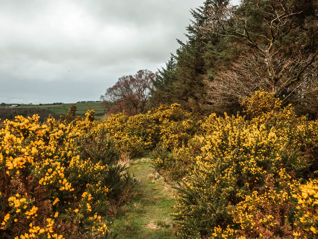 A grass path leading through the yellow heather bushes, on the walk back to Osmotherley.