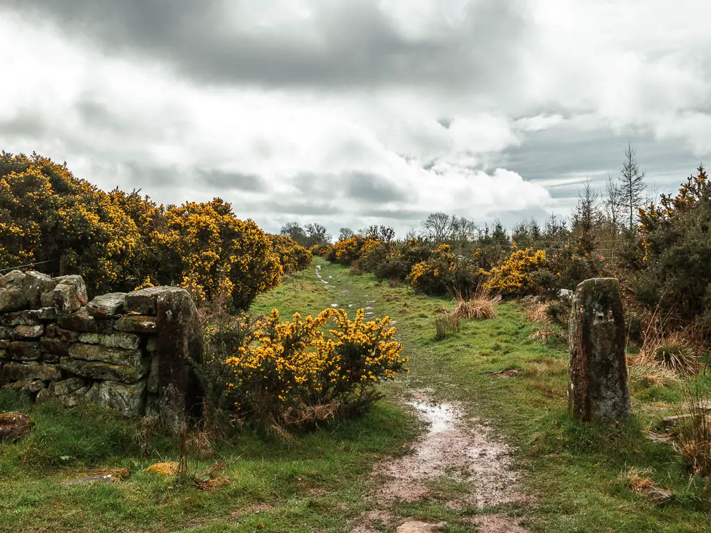 A wide grass path lined with yellow gorse bushes.