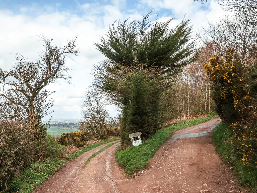 A split in the dirt road, which is lined with bushes.