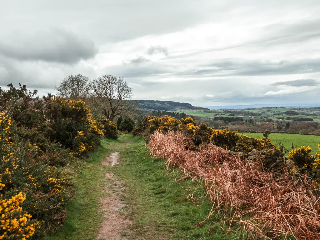 A grass trail lined with gorse bushes, and a view to the right of the fields out in the distance. 