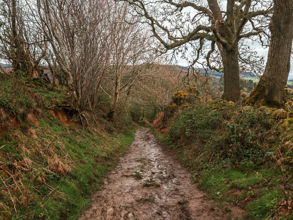 A muddy trail with grass banks on either side, and a few big trees and small trees along the bank.