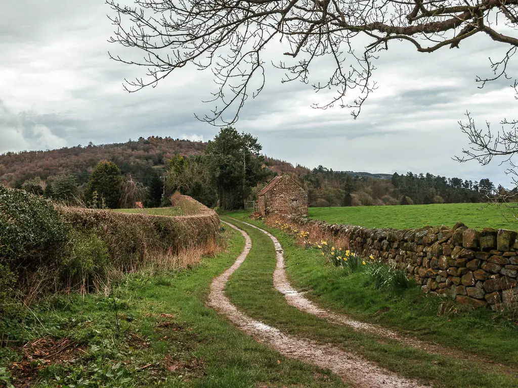 A winding track with a hedge to the left and stone wall to the right, on the circular walk back to Osmotherley. There is a stone shed ahead next to the stone wall.