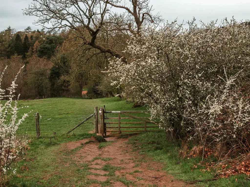 A wire fence and wooden gate, with a mass of cherry blossom on the right, and a grass field on the other side. 