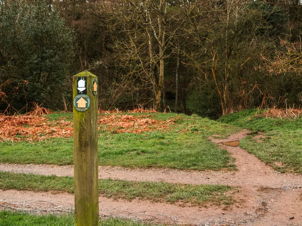 A wooden trail signpost with a white and black acorn sign, and a yellow arrow pointing straight ahead towards the woodland.