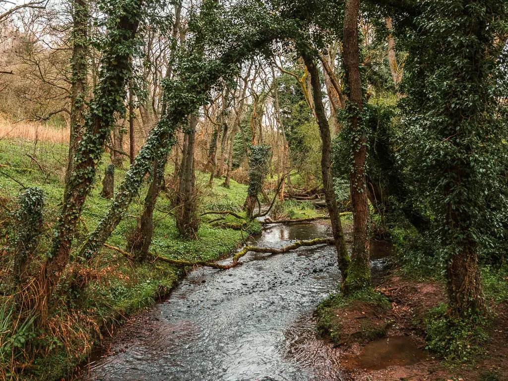 The cod beck flowing through the woods, near the end of the Osmotherley circular walk. The tree trunks are covered in green ivy.