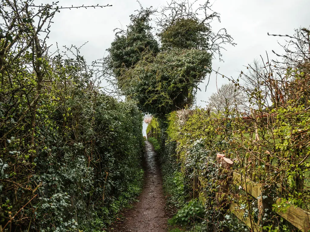 A narrow dir trail lined with bushes and hedges, and a very big hedge rising high ahead. 